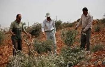 المستوطنون يقطعون 20 شجرة زيتون جنوب نابلس