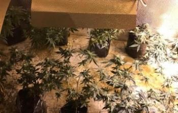 ضبط مستنبت لزراعة الماريجوانا داخل منزل بضواحي القدس