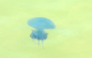 قنديل البحر الأزرق في بحر غزة