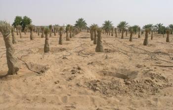 الزراعة والرحمة تطلقان مشروع توزيع فسائل النخيل
