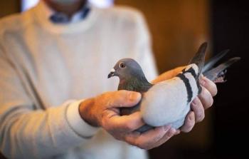 بيع حمامة بمليون و900 ألف دولار امريكي