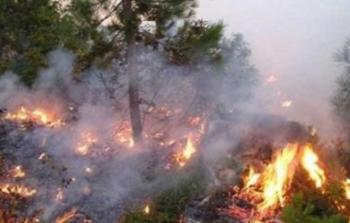  اشتعال النيران ب500 شجرة زيتون في جنين
