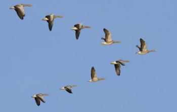 طيور مهاجرة