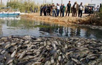 أطنان من أسماك الشبوط نفقت في العراق