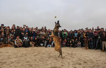 هل الكلب نجس أم طاهر؟ 