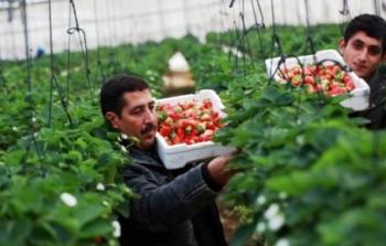 محاصيل الفراولة في قطاع غزة