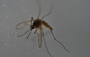 البعوض يساهم في انتشار فيروس زيكا