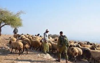 جنود الاحتلال يطردون رعاة الأغنام في الأغوار الشمالية