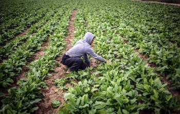 مزارع فلسطيني داخل حقله - إرشيفية-