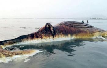 الحوت النافق في عسير السعودية