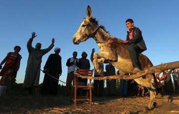 سباق لأسرع حمار في المغرب 