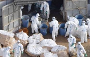 اليابان بدأت إعدام أعداد هائلة من الطيور لمنع تفشي سلالة من مرض أنفلونزا الطيور وانتقالها للبشر