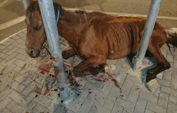الخليل : الشرطة تعتقل شاب بسبب تعذيب حصان 