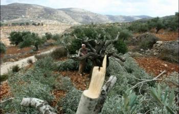 بيت لحم: مستوطنون يقطعون 40 شجرة زيتون