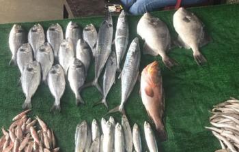 أسعار الأسماك الطازجة في أسواق غزة اليوم السبت