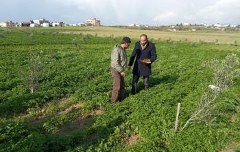 زراعة غزة تكشف حجم الخسائر من رش الاحتلال للمبيدات السامة