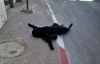 استشهاد سيدة فلسطينية في القدس