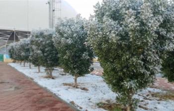 الثلوج تزين بغداد ودرجات الحرارة دون الصفر