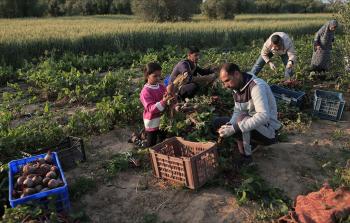 مزارعو غزة - أرشيف