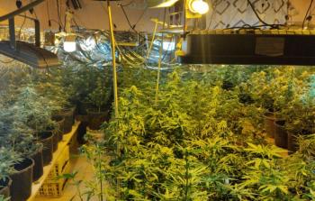 ضبط مستنبت لزراعة الماريجوانا المخدرة في ضواحي القدس