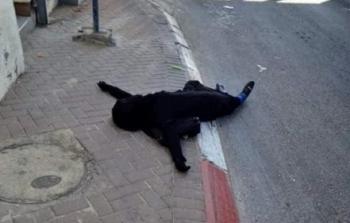 الشهيدة الفلسطينية سماح مبارك في القدس