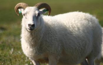 شاهد: خروف يطيح بعامل خارج سياج مزرعة