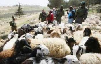 مستوطنون يطاردون الرعاة أرشيف