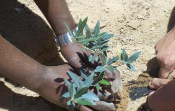 زراعة أشتال زيتون - توضيحية