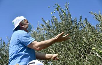 رئيس الوزراء الفلسطيني محمد اشتية خلال مشاركته في موسم قطف الزيتون في بلدة بيرزيت اليوم