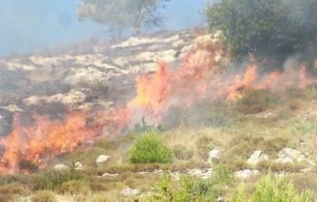 مستوطنون يحرقون أشجار زيتون جنوب نابلس