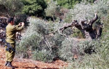 مستوطنون يدمرون أشجار زيتون ويسرقون ثمارها جنوب غرب نابلس