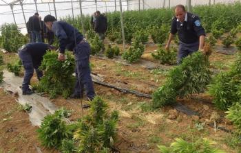 الشرطة الفلسطينية تضبط مشتلاً لزراعة الماريجوانا