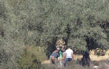  مستوطنون يسرقون الزيتون من أراضي بلدة قريوت في نابلس