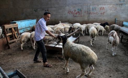 سوق الاضاحي بغزة 