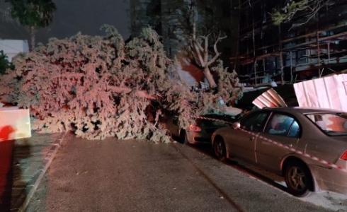 سقوط شجرة على سيارة في يافا