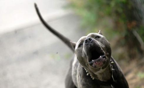 كلب  - توضيحية