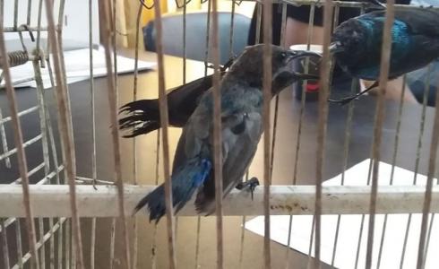 عصفور فلسطين