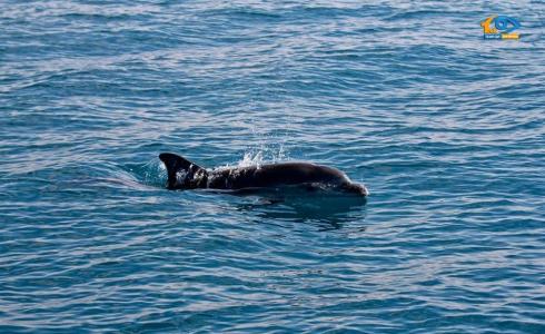 دولفين في بحر غزة - أرشيفية -