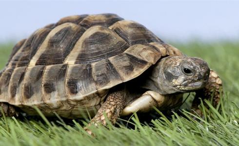 شاهد: سلحفاة تحيي تمساح والأخير يغير مساره