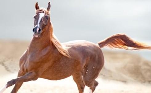 شاهد: طائر يسرق شعر ذيل الحصان لبناء عشه