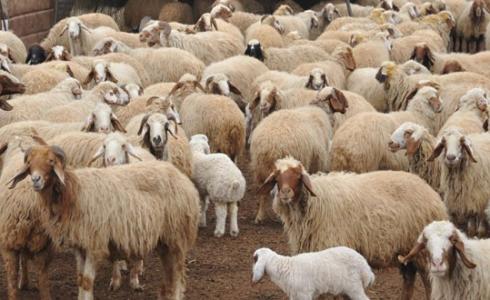 خراف سوري المنشأ