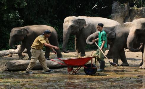 عمال يجمعون فضلات الفيلة في اندونيسيا