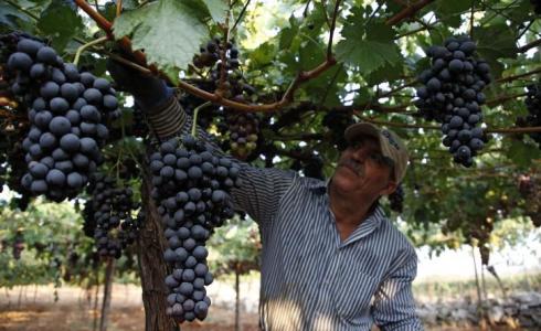 اختتام مهرجان العنب بيوم تسويق لمنتجاته بالخليل