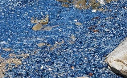 مخلوقات هلامية