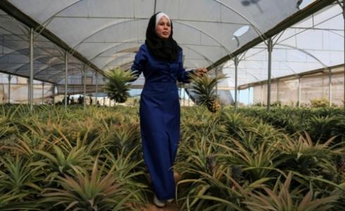 زراعة ثمار الأناناس للمرة الأولى في قطاع غزة