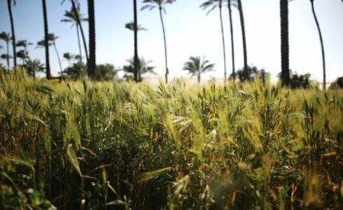مدينة دير البلح