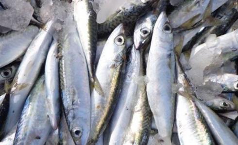 ضبط سمك فاسد في غزة