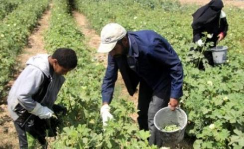 أراض زراعية بغزة