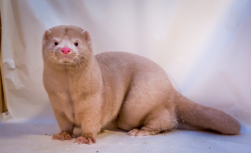 حيوان المنك