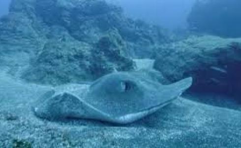 غوّاص يصوّر كائناً غامضاً في أعماق المحيط